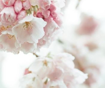 Soft pink blossoms